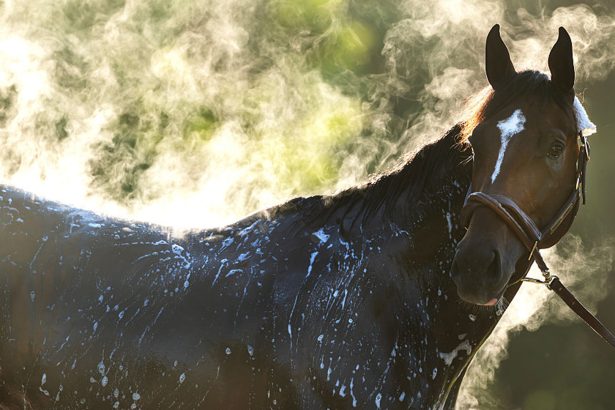 2026 Belmont Stakes Odds: 'I'm Not Sure Golden Tempo Is the Right Horse'