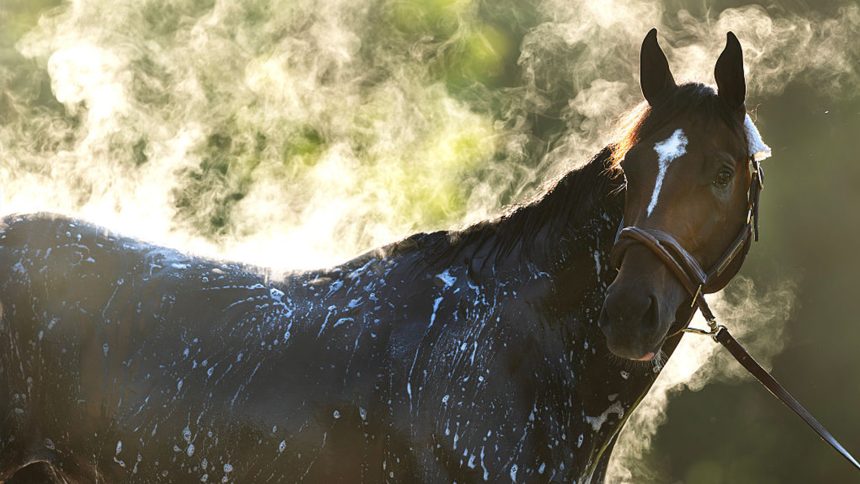 2026 Belmont Stakes Odds: 'I'm Not Sure Golden Tempo Is the Right Horse'